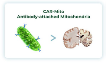 CAR-Mito Antibody-attached Mitochondria