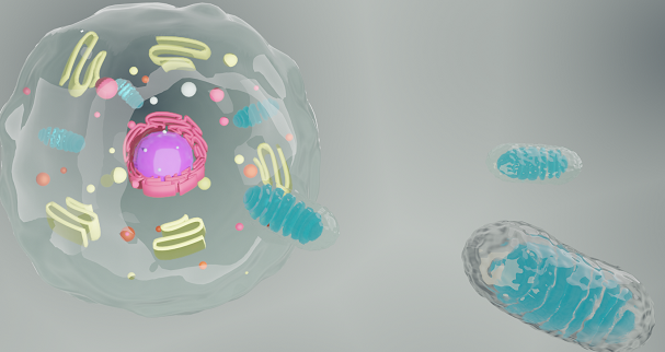 Paean Bio secures 12 billion won investment, approved for mitochondrial drug clinical plan